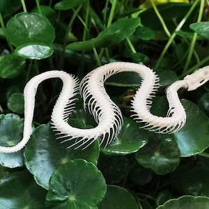 Exquisite Snake Skeleton: A Natural Masterpiece for Creative Exploration
