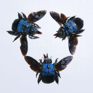 Real Blue Carpenter Bee – Xylocopa caerulea Female, Wings Spread, A1 Mounted