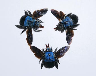 Abeja carpintera azul real – Xylocopa caerulea Hembra, Alas desplegadas, A1 Montada