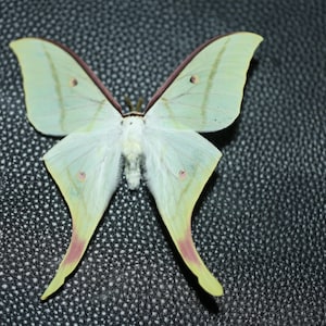 Real Luna Moth Specimen – Green Actias luna Dried Insect for DIY Taxidermy, Teaching, Art