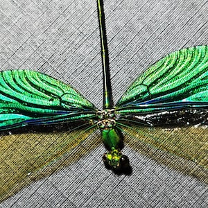 May include: Close-up of a dragonfly with iridescent green wings and a black body. The wings have intricate vein patterns and a gradient of colors, from green to black. The dragonfly is set against a textured gray background.