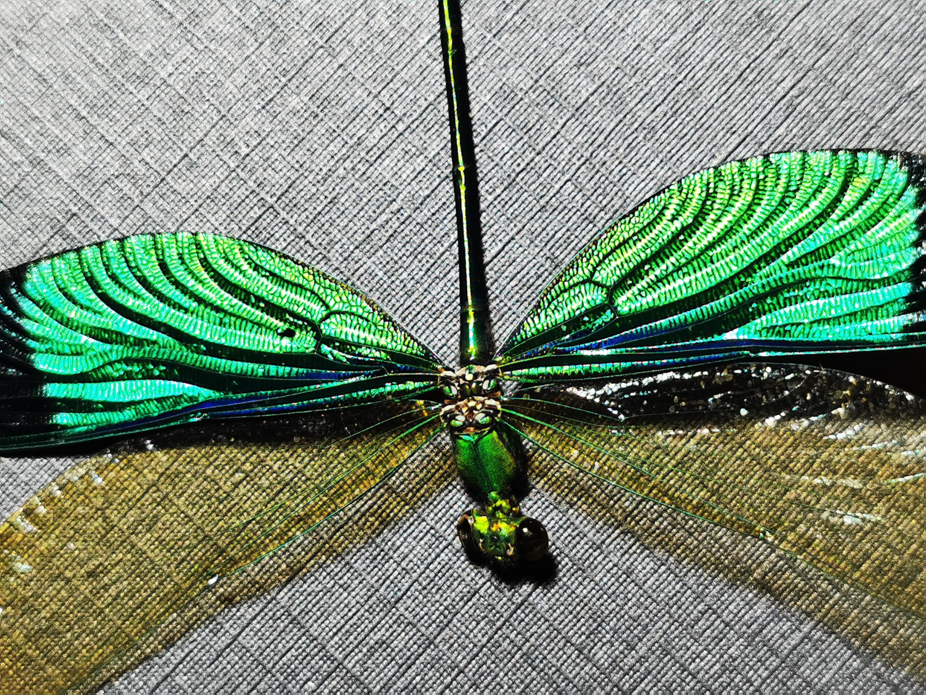 Teal Insects Brilliant Teal Damselfly | Real A1 Dragonfly Specimen | Framed Insect ...