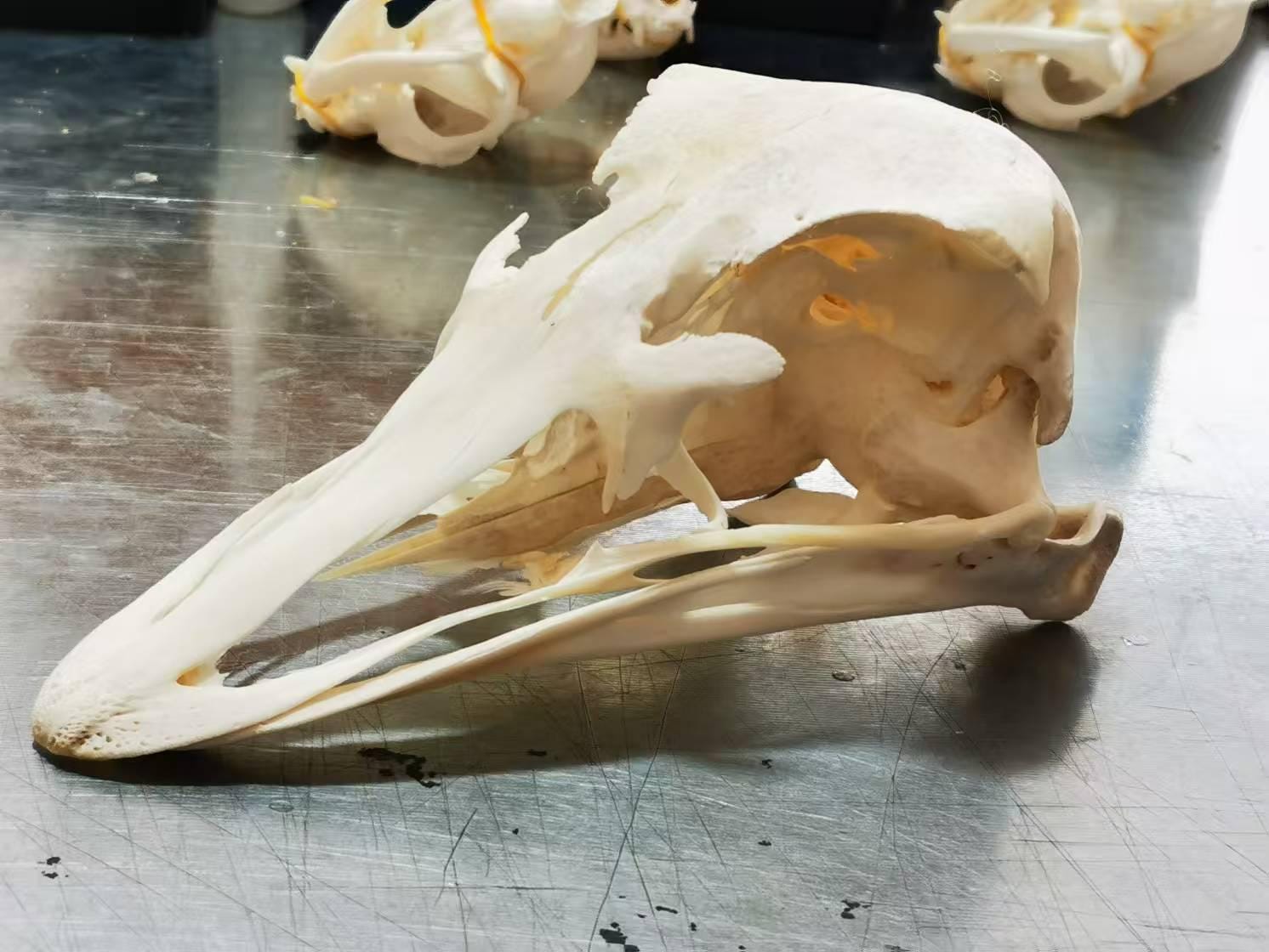 希少なダチョウの頭蓋骨｜倫理的に調達された鳥の骨標本｜自然史装飾品