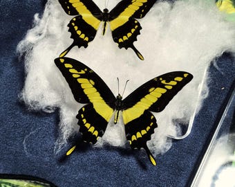 King Swallowtail Butterfly (Papilio thoas) Dried Specimen | For Pinning & Framing