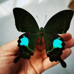 May include: A striking green butterfly with turquoise spots on its wings. The butterfly is shown with its wings open, revealing detailed patterns and textures. A beautiful example of nature's design.
