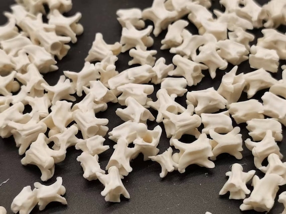 40 ethically sourced snake bones (7-12 mm) for unique jewellery