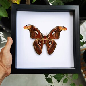 May include: A framed Atlas moth specimen. The moth has intricate patterns in shades of brown, orange, and white. The frame is black and square, set against a white background. The wings are spread, showcasing the moth's detailed design.