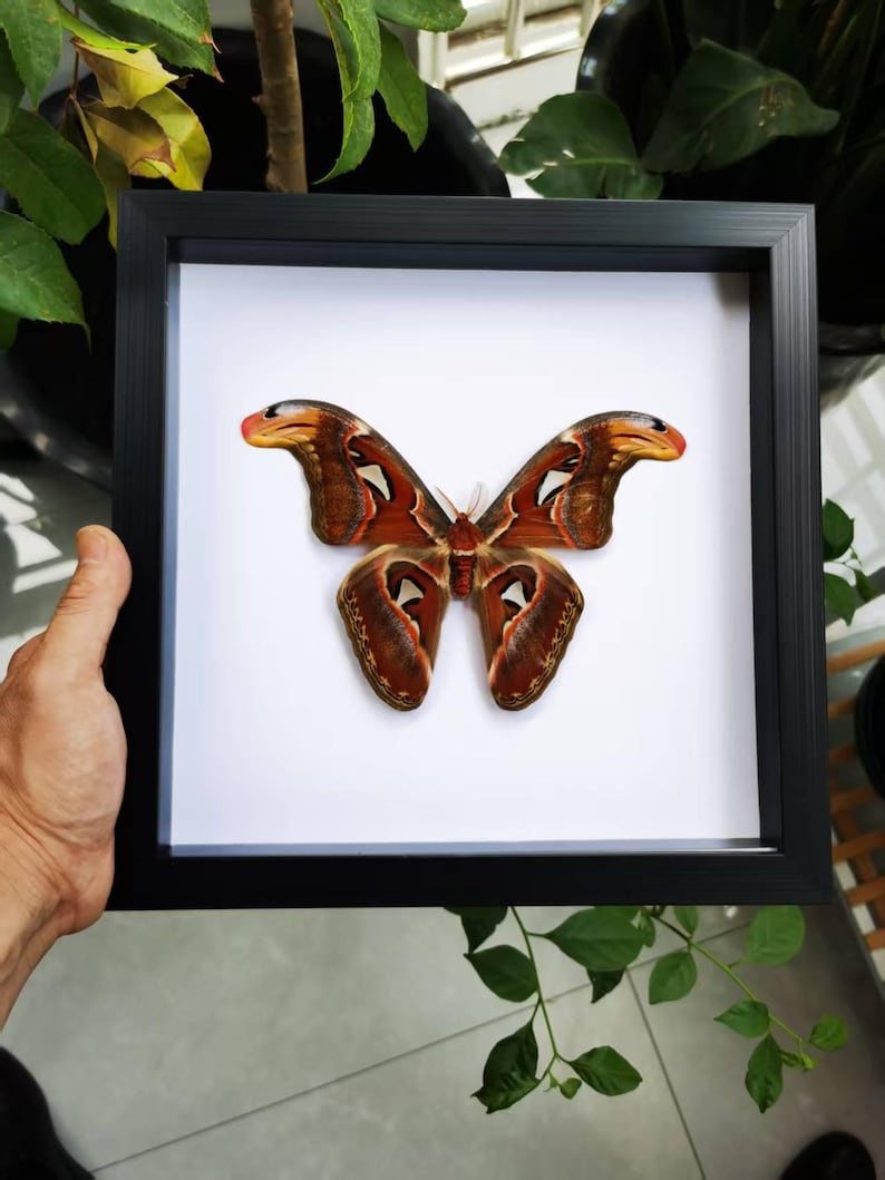 May include: A framed Atlas moth specimen. The moth has intricate patterns in shades of brown, orange, and white. The frame is black and square, set against a white background. The wings are spread, showcasing the moth's detailed design.