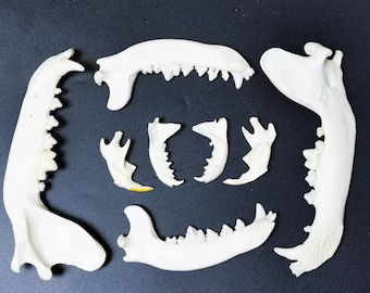 Authentic Animal Jawbone Specimen, Coyote, Red Fox, Mink, Muskrat Jawbone - Perfect for Artwork and Display!