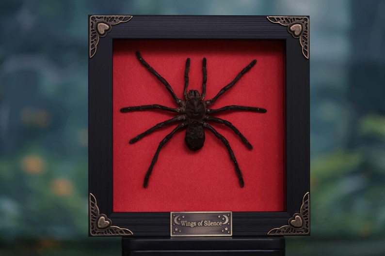 Op de afbeelding: Een ingelijst, donkerbruin spinnenexemplaar met acht poten, tentoongesteld tegen een rode achtergrond. Het zwarte frame heeft decoratieve hoekaccenten en een klein plaatje met de tekst "Wings of Silence".