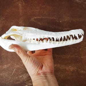 20–30 cm Crocodilian Skull | Ethically Sourced, Bleached Reptile Bone Display