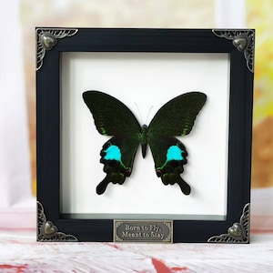 Framed Papilio Paris Butterfly – Wall Display, Natural Winged Specimen
