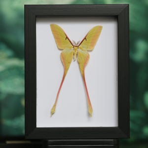 May include: A framed display featuring a Luna moth. The moth has yellow and pink wings with long, trailing appendages. The frame is black, and the background is white, set against a blurred green backdrop.