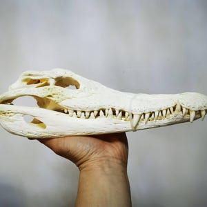 Real Alligator Skull – 30–35cm (12–14in) – Cleaned Bone Specimen from Legally Sourced Origin – Natural Wildlife Display