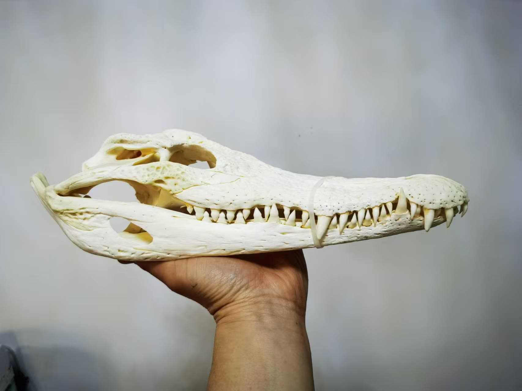Real Alligator Skull – 30–35cm (12–14in) – Cleaned Bone Specimen from Legally Sourced Origin – Natural Wildlife Display