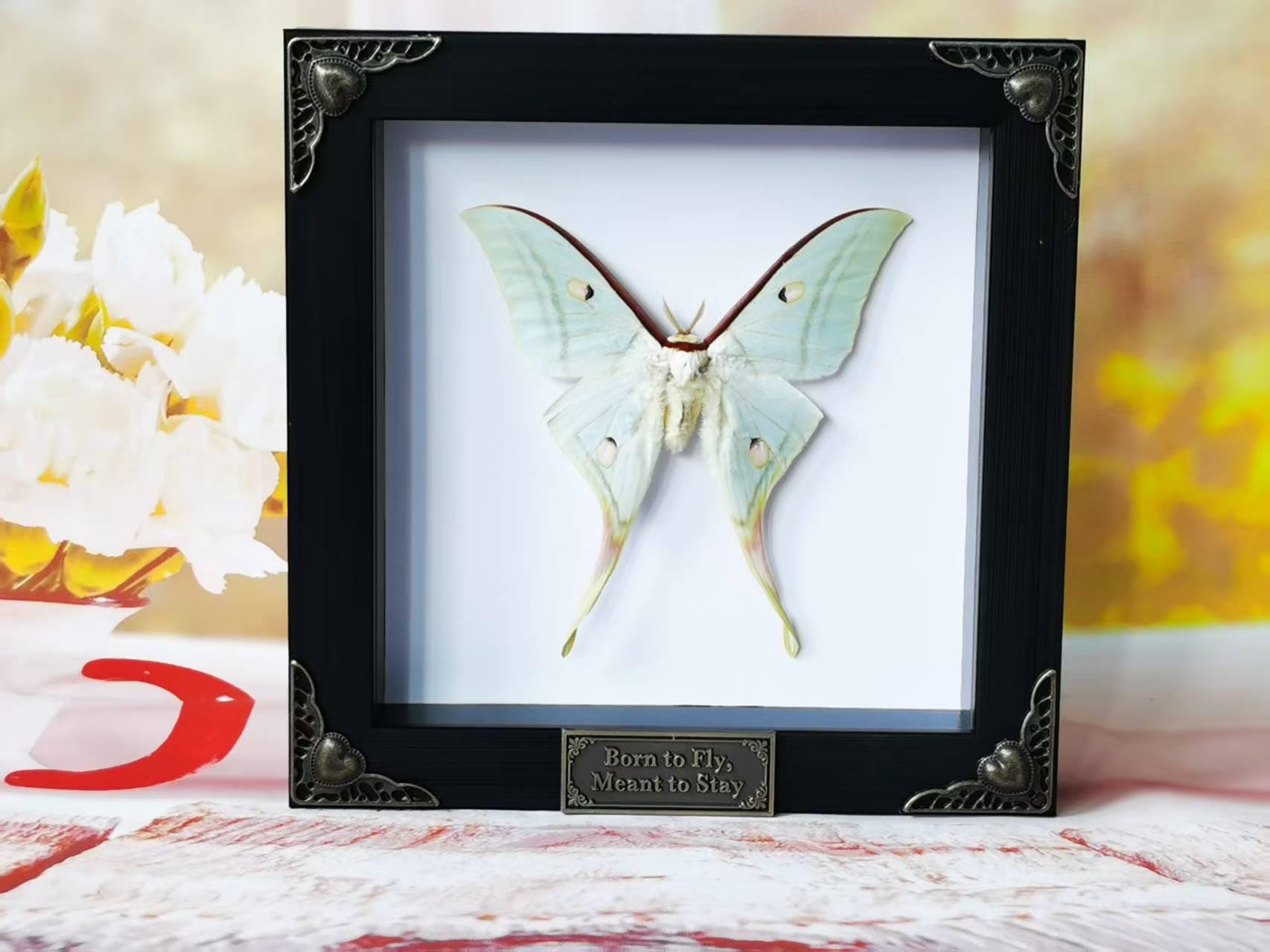 Framed Real Luna Moth – Green Actias Luna Insect for Oddities, Wall ...