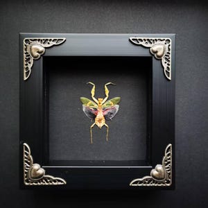 Puede incluir: Un marco negro con esquinas plateadas ornamentadas presenta una mantis religiosa preservada con alas verdes y amarillas. El marco tiene un diseño en forma de corazón en cada esquina.