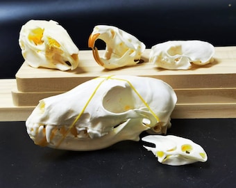 【特価】 現在、この商品の在庫はありません Etsy - その他