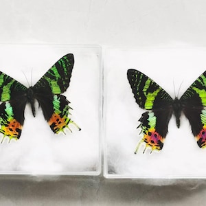 Pu&ograve; includere: Due farfalle incorniciate con motivi alari sorprendenti. Le ali presentano una combinazione di nero, verde, arancione e giallo. Le farfalle sono esposte in custodie quadrate trasparenti, appoggiate su un letto di materiale bianco.