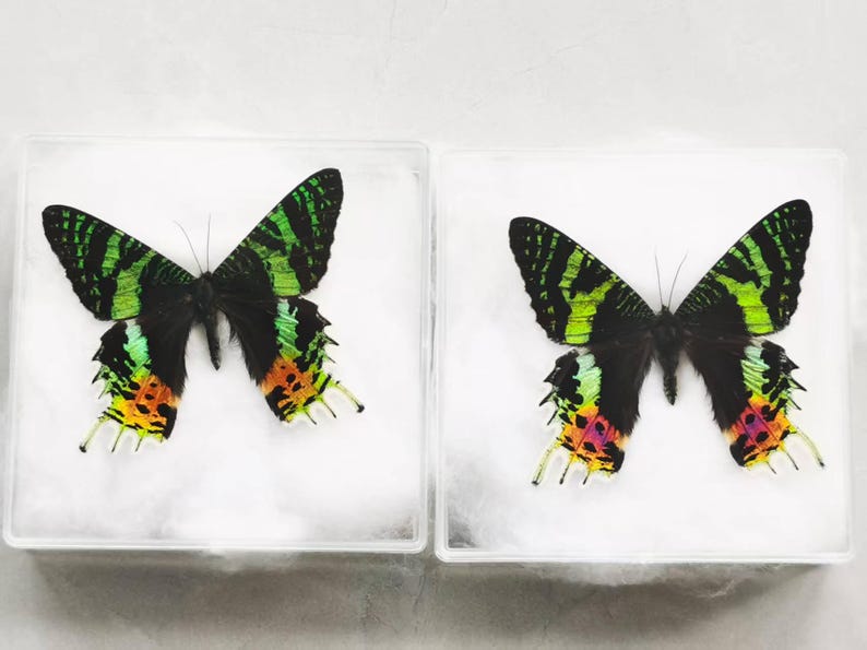 Pu&ograve; includere: Due farfalle incorniciate con motivi alari sorprendenti. Le ali presentano una combinazione di nero, verde, arancione e giallo. Le farfalle sono esposte in custodie quadrate trasparenti, appoggiate su un letto di materiale bianco.