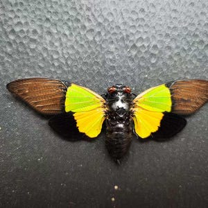 Trengganua sibylla – Real Green Cicada, A1 Quality, Fully Spread, Malaysian Insect for Collection or Framed Art