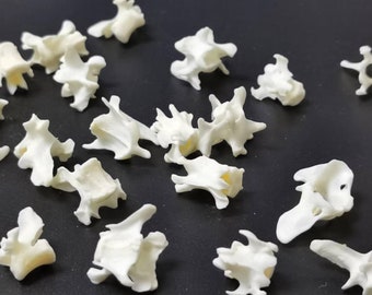 25 espinhos de vison esterilizados e branqueados, osso verdadeiro, para joias exclusivas ou decoração.