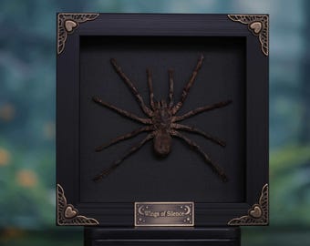 Goliath Birdeater Tarantula | Framed Real Spider Taxidermy | Unique Gothic Wall Decor