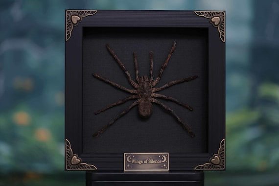 Goliath Birdeater Tarantula | Framed Real Spider Taxidermy | Unique Gothic Wall Decor