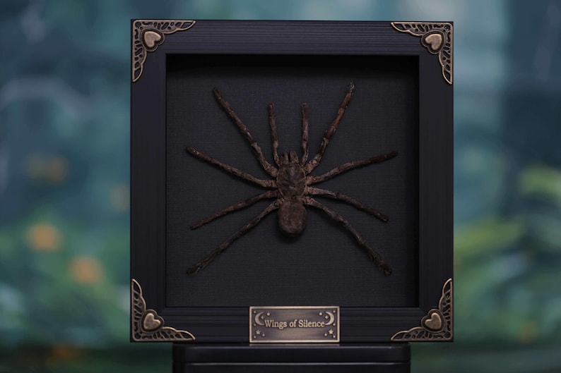 Op de afbeelding: Een ingelijste, donkerbruine spinnenpresentatie. De spin is gecentreerd op een zwarte achtergrond in een zwart frame. Het frame heeft decoratieve hoekaccenten en een klein plaatje met de tekst "Wings of Silence".