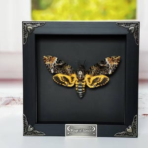 Pode incluir: Uma traça emoldurada, apresentada numa moldura preta com fundo preto. A traça tem asas amarelas, castanhas e pretas. A moldura tem detalhes decorativos nos cantos. Uma pequena placa prateada na parte inferior diz "Wings of Silence".