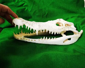 ワニの頭蓋骨の装飾品 – 教育とコレクションのための30～35cmの天然骨