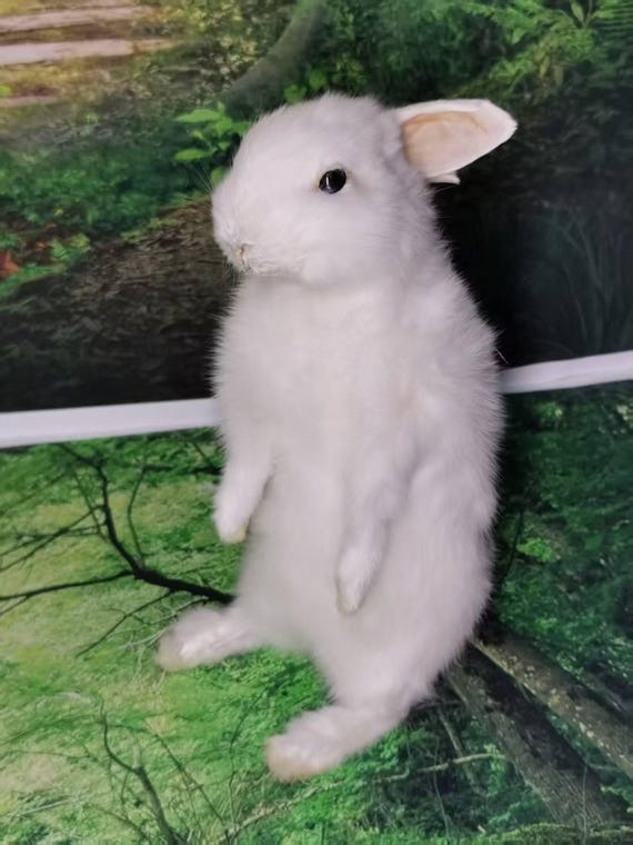 Single-head White Rabbit Taxidermy – Exquisite Vintage Snow White Single-head White Rabbit Taxidermy – Exquisite Vintage Snow White