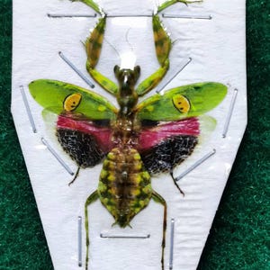 Real Jeweled Flower Mantis – Creobroter gemmatus – Wings Spread – Ethically Sourced and Expertly Preserved