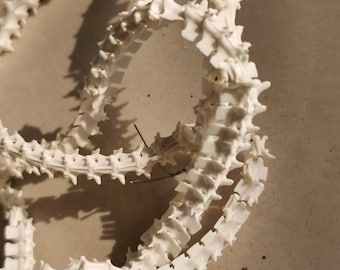 A whole genuine rattlesnake vertebrae bead - unique natural crafted material