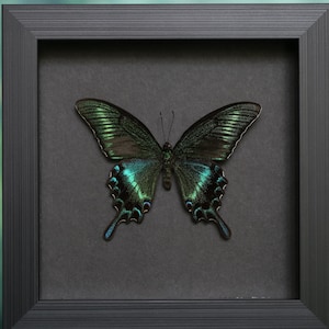 May include: A framed display of a Papilio palinurus butterfly. The butterfly has iridescent green and blue wings, set against a dark grey background. The frame is black and rectangular, with a textured appearance.