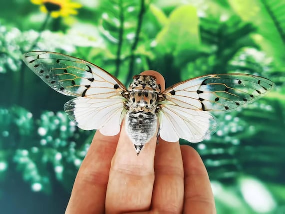Real Ghost Cicada – Ayuthia Spectabilis – Authentic A1 Quality