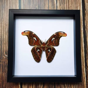 May include: A framed Atlas moth specimen. The moth has large, brown wings with intricate patterns and white markings. The frame is black, and the background is white. The wooden background adds a natural touch.