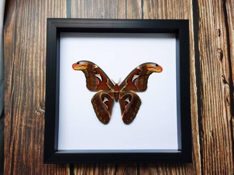 May include: A framed Atlas moth specimen. The moth has large, brown wings with intricate patterns and white markings. The frame is black, and the background is white. The wooden background adds a natural touch.