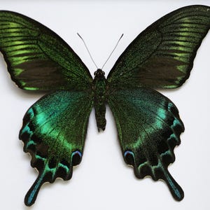 May include: A framed specimen of a Papilio palinurus butterfly featuring iridescent emerald green and black wings with a distinct swallowtail shape. The butterfly is displayed against a plain white background within a dark-coloured frame.