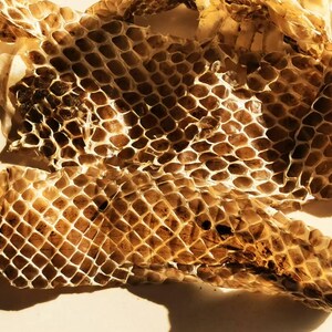 Peau de peau de boa constrictor authentique - Une beauté naturelle pour une utilisation créative et spirituelle