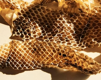 May include: Close-up of a snakeskin shed, showing the intricate pattern of scales in shades of brown and beige.