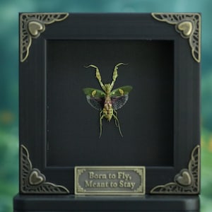 Mantis flor enjoyada enmarcada / Taxidermia de insectos preservados / Decoración de curiosidades góticas