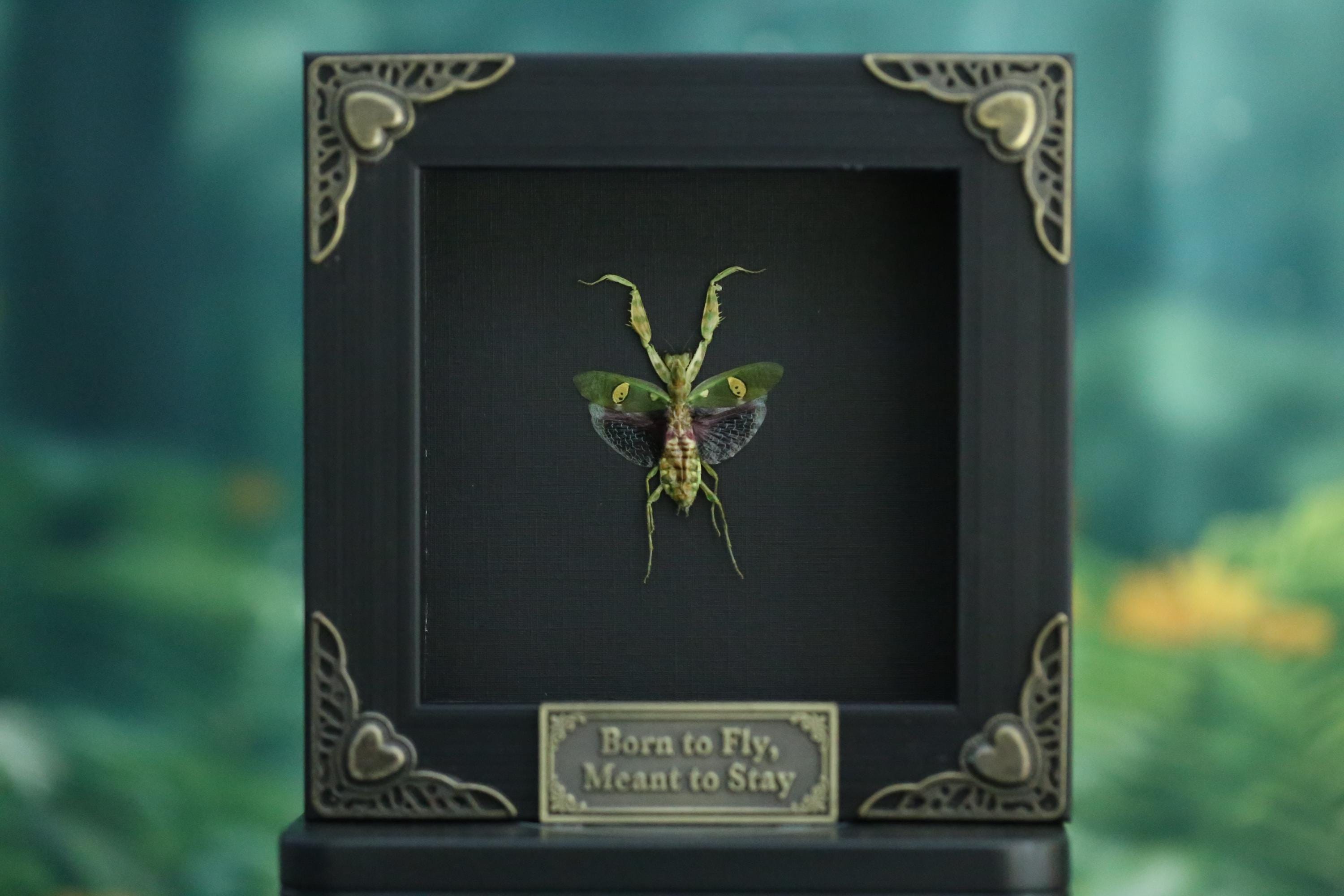 Giant mantis - Etsy 日本