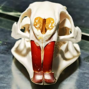 Large Bleached Nutria Skull – Ethically Sourced and Fully Sanitized