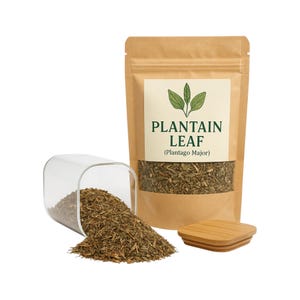 Plantain Leaf | Greater Plantain Leaf Organic | (Plantago Major) | Plantain Tea| Herbal | Loose | Herb | Fresh Harvested | Premium Quality
