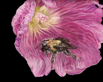 Abeille des prairies, dessin d'une abeille pastel sur une rose trémière rose, impression d'art giclée 16 x 20"