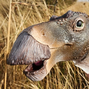 Op de afbeelding: Een gedetailleerde dinosaurusfiguurkop met een getextureerd bruin en beige huidpatroon, een prominente snavelachtige bek met een licht geopende kaak die een donkere binnenkant onthult, en een groot, rond oog met een lichte iris en pupil.
