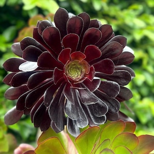 Aeonium Black Rose ‘Zwartkop’ – Striking, Low-Maintenance Succulent with Deep Purple-Black Rosettes Propagation Cutting
