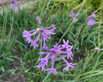 10 Plants | Society Garlic (Tulbaghia violacea) – Low-Maintenance Perennial Groundcover with Lilac Blooms