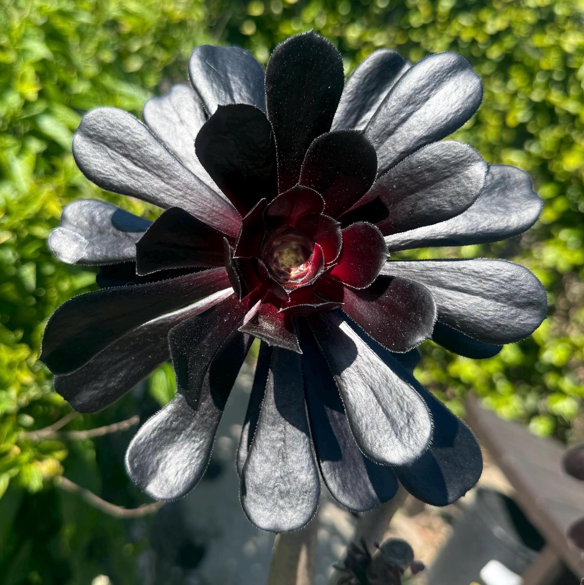 succulent aeonium Aeonium 'Deep Purple' – Surreal Succulents main image 0